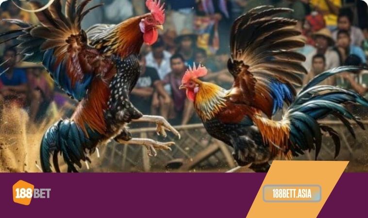 Đá gà 188bet 4 Đá gà 188Bet được đánh giá cao