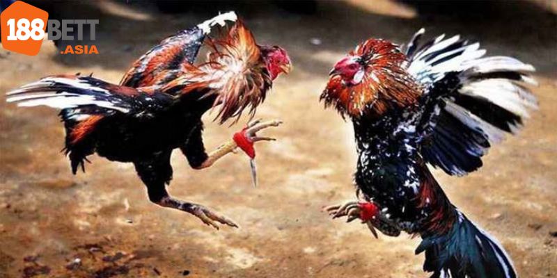 Đá Gà Casino: Cách Tham Gia & Chiến Thuật Đá Gà Thắng Lớn 6 Hướng dẫn từng bước chơi game nhanh chóng